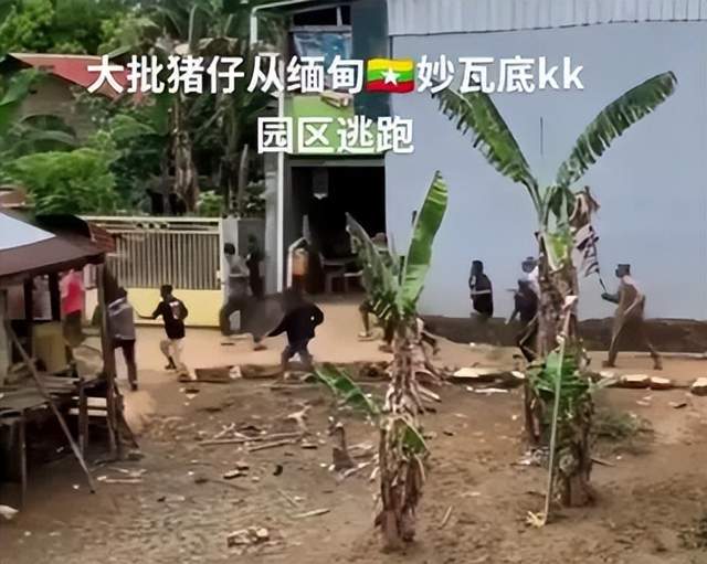 布星星全身照腿部伤痕惊心更多受害家属发声龙8国际电子游戏娱乐平台营救神速！泰方公(图3)