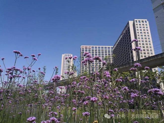 5智慧城广场网站--昆山花桥智慧城广场-202(图2)